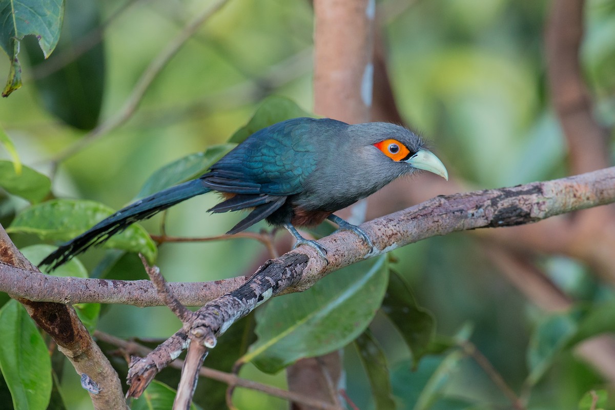 Chestnut-bellied Malkoha - Adrian Silas Tay