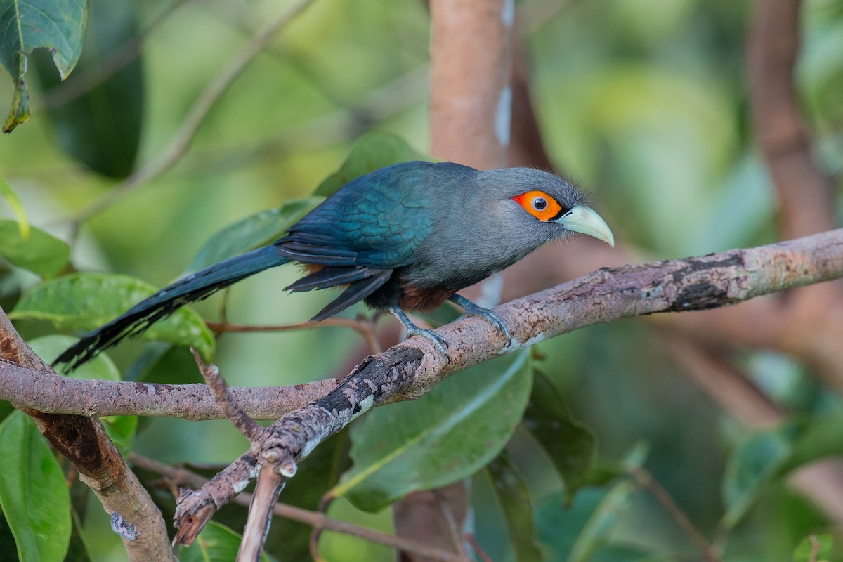 Chestnut-bellied Malkoha - ML192561171