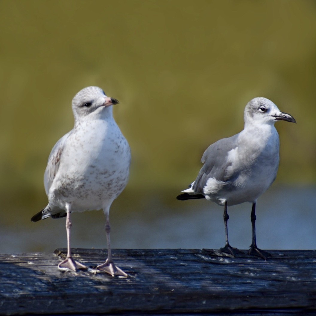 Ring-billed Gull - ML192561441