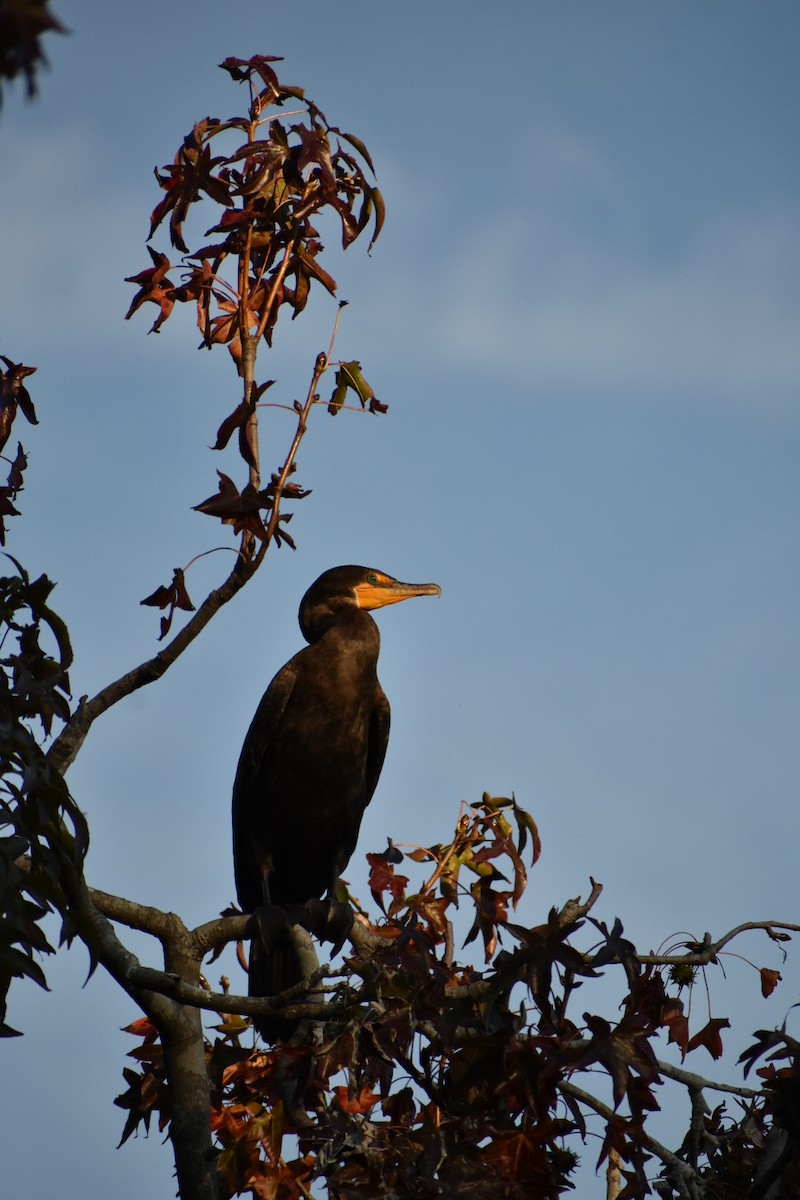 Double-crested Cormorant - ML192561581