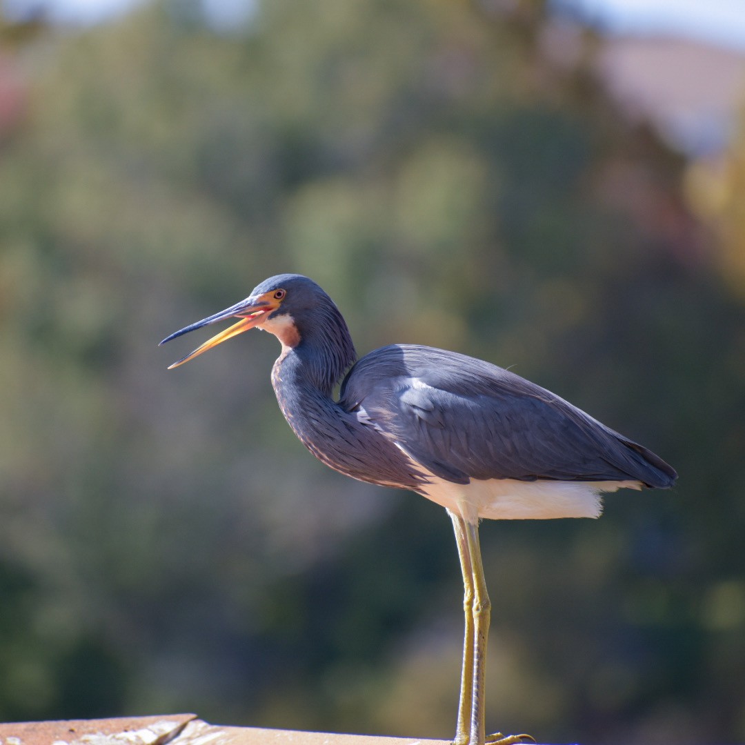 Tricolored Heron - Rhonada Cutts