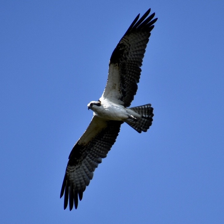 Águila Pescadora - ML192561641