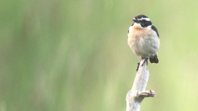 Whinchat - ML192561681