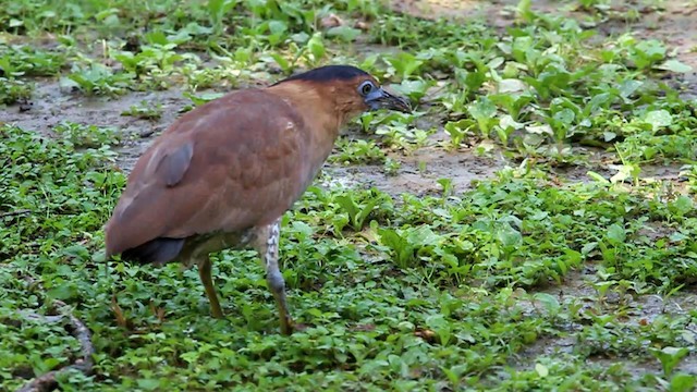 Malayan Night Heron - ML192562101