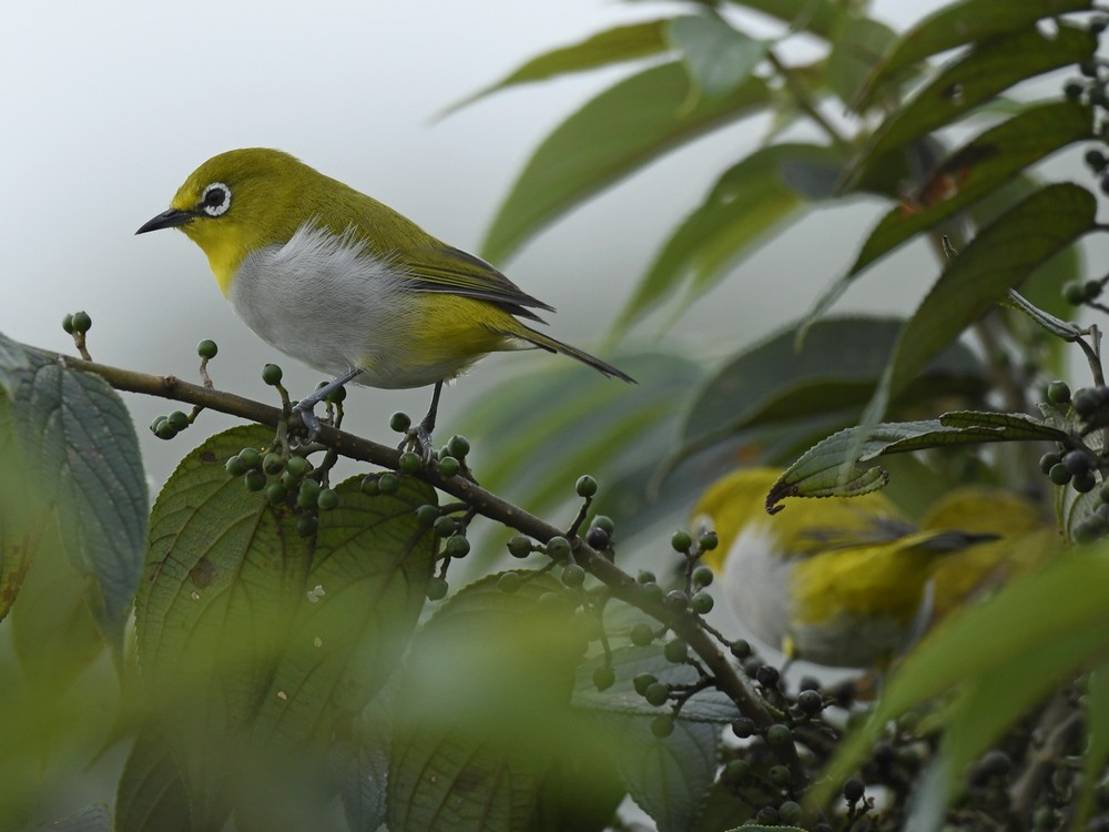 Indian White-eye - ML192563341