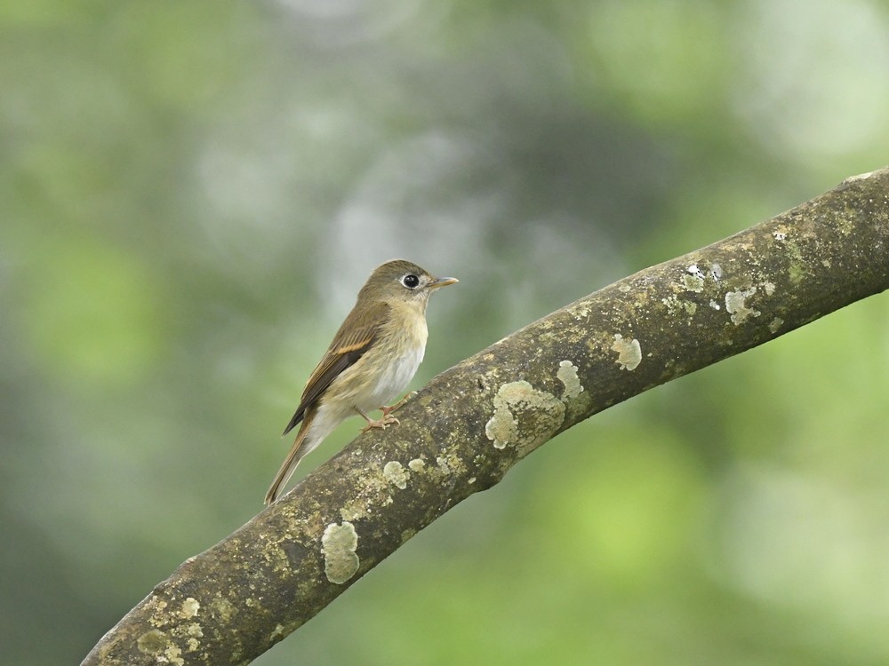 Brown-breasted Flycatcher - ML192564411