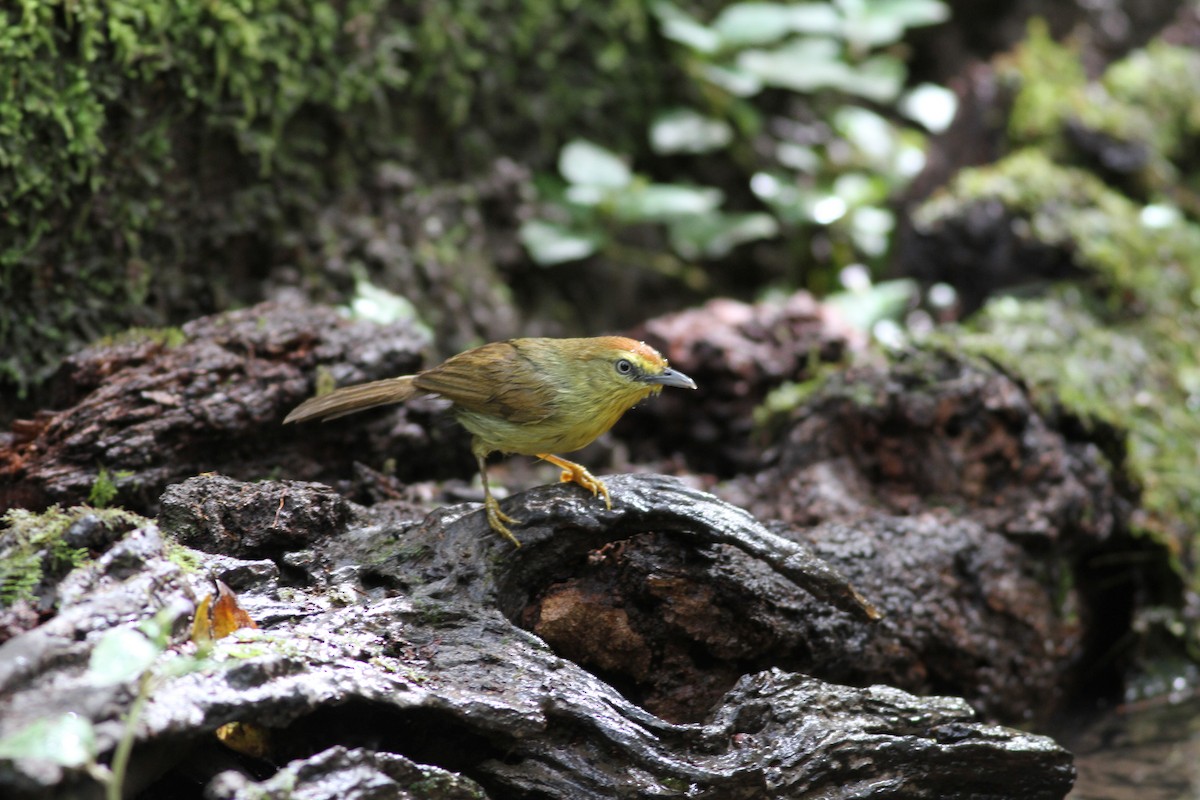 Pin-striped Tit-Babbler - ML192565251