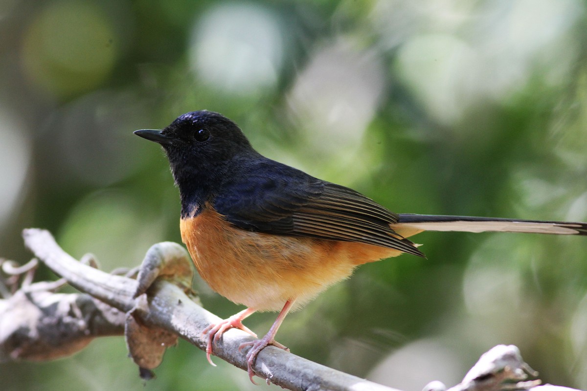 White-rumped Shama - ML192565401