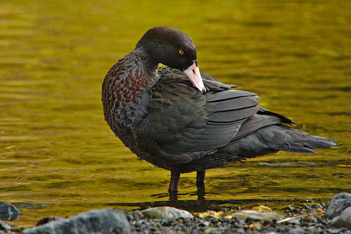 Blue Duck - ML192566201