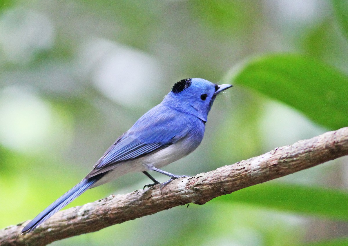 Black-naped Monarch - Mark  Hogarth