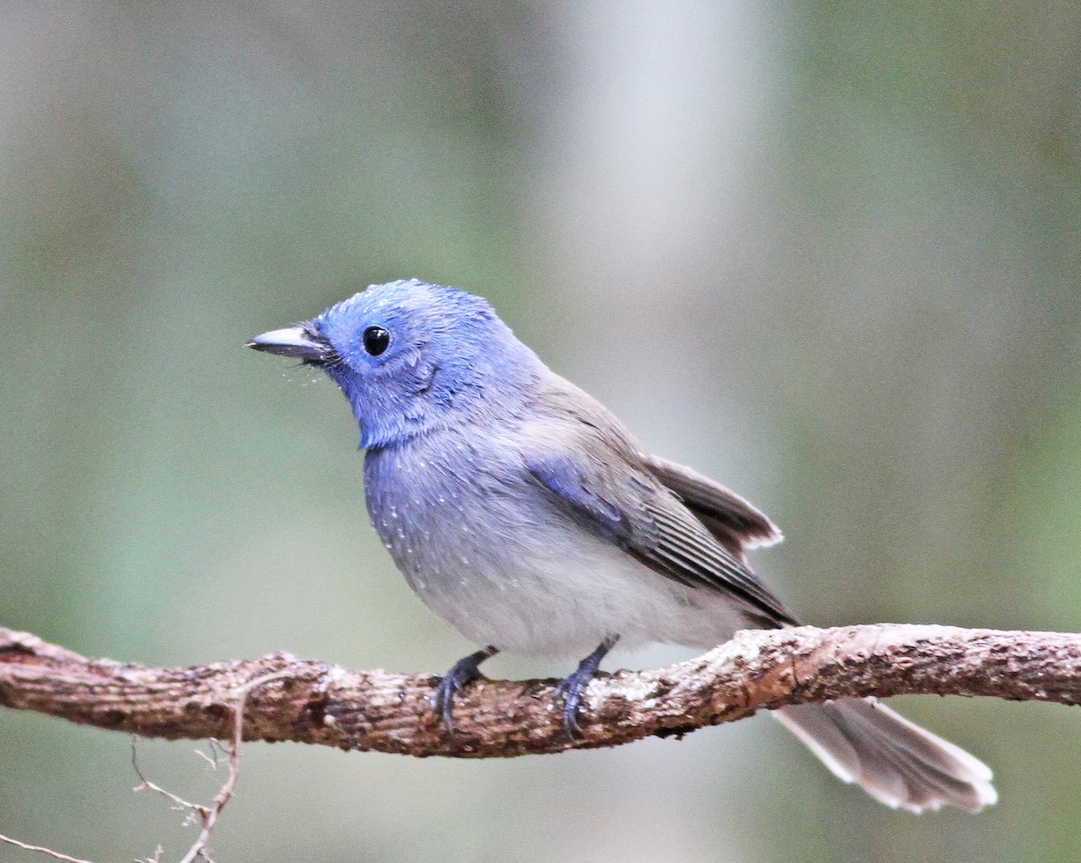 Black-naped Monarch - ML192566351