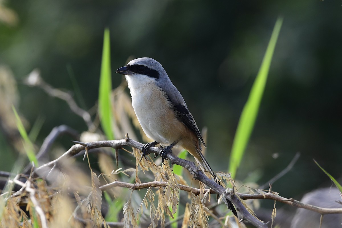 Long-tailed Shrike - ML192566711