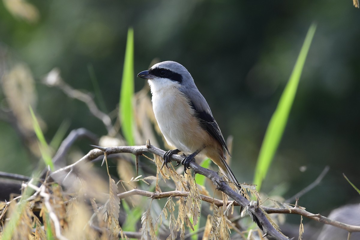 Long-tailed Shrike - ML192566721