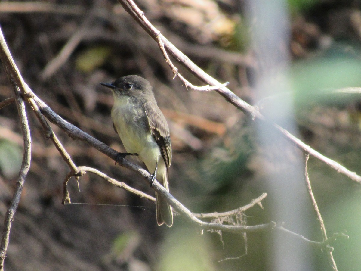 Eastern Phoebe - ML192568871