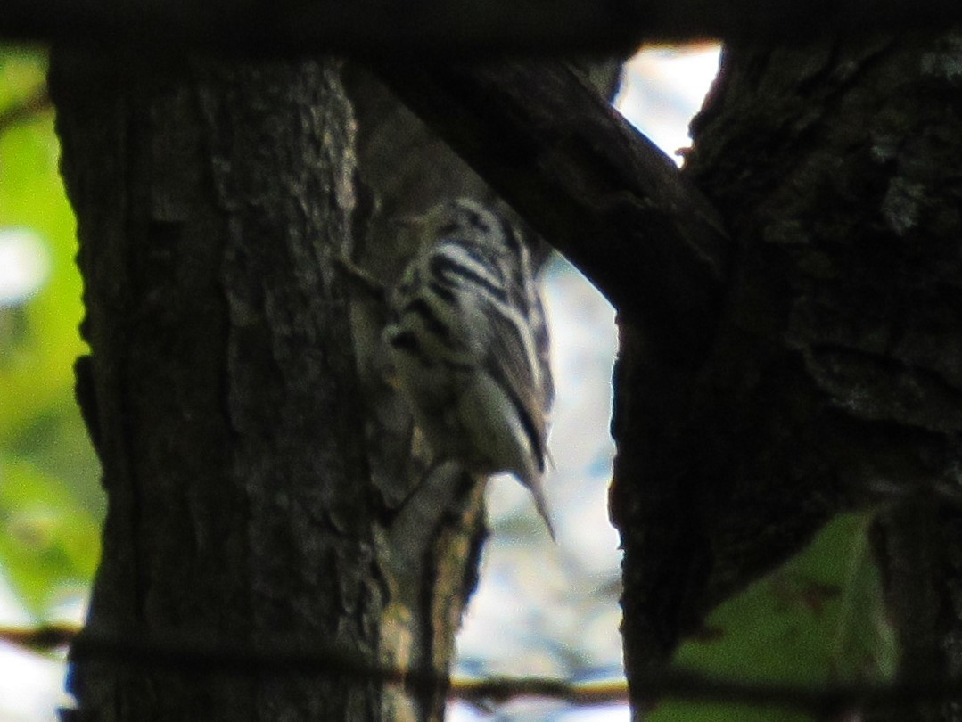 Black-and-white Warbler - ML192568891