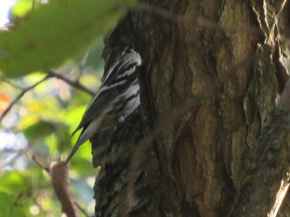 Black-and-white Warbler - ML192568951