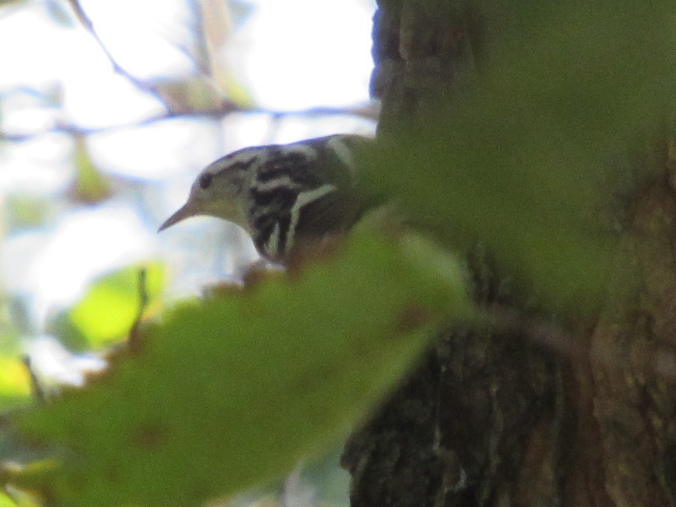 Black-and-white Warbler - ML192568961