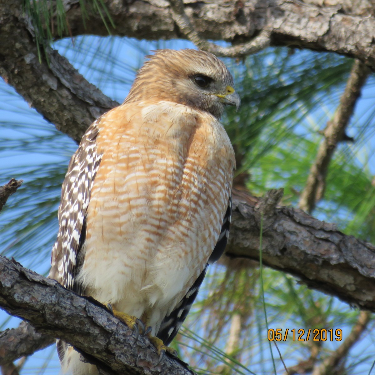 Red-shouldered Hawk - ML192571931