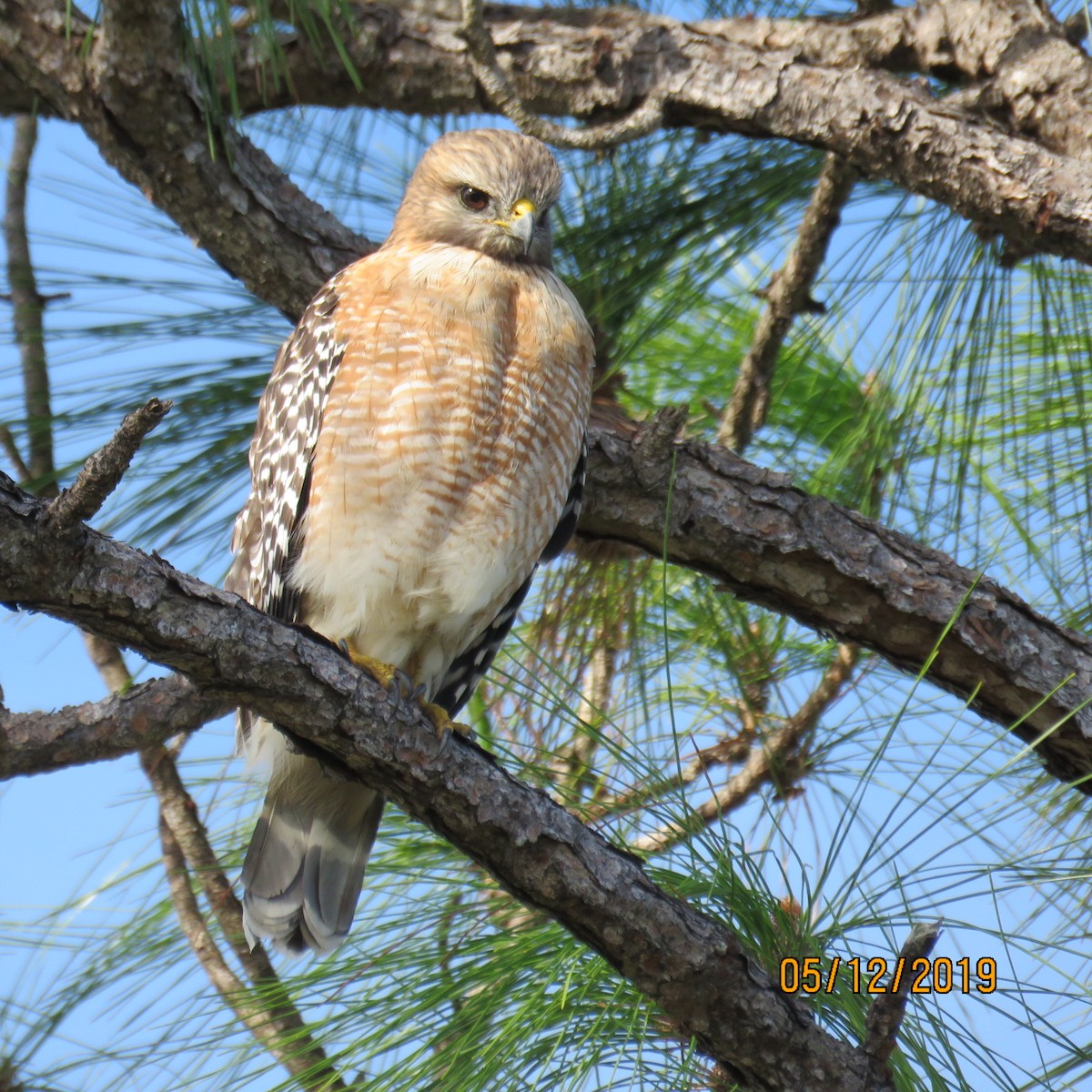 Red-shouldered Hawk - ML192572021