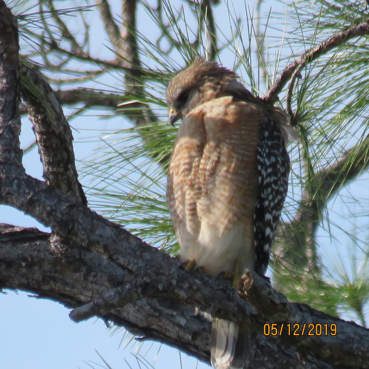 Red-shouldered Hawk - ML192572451