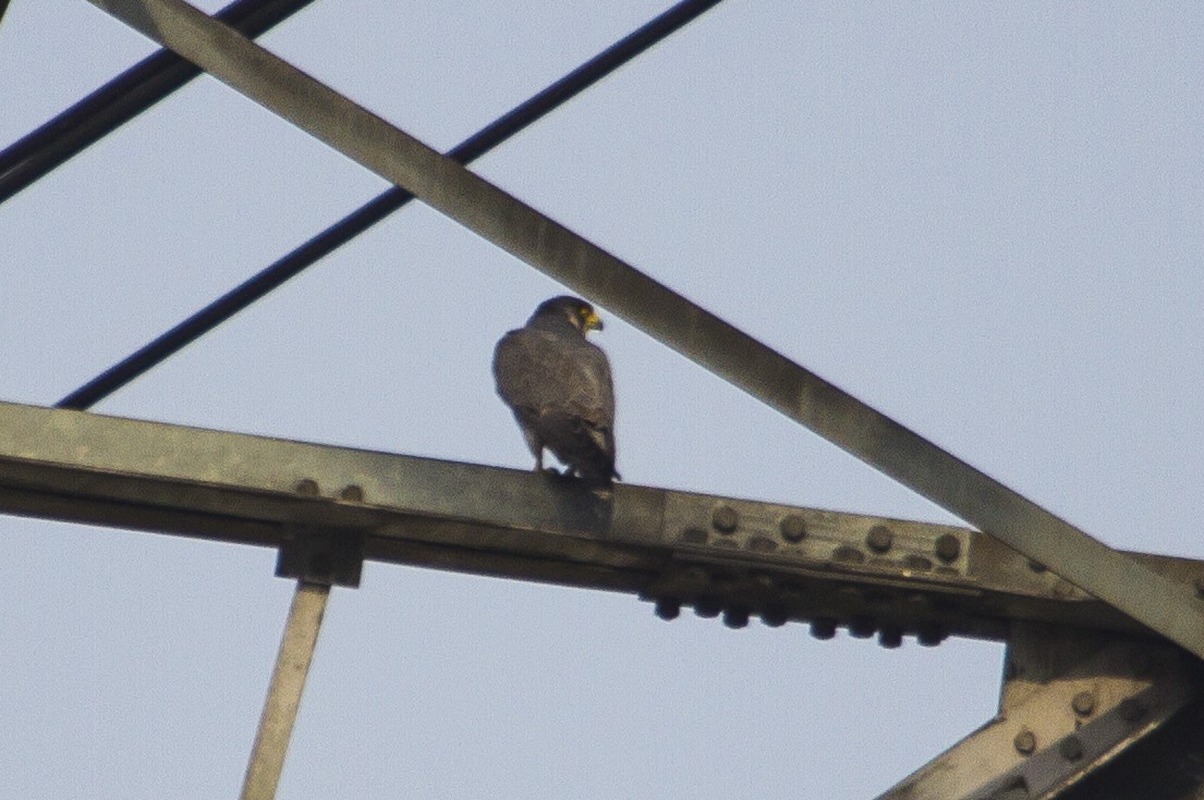 Peregrine Falcon (Tundra) - Ronith Urs