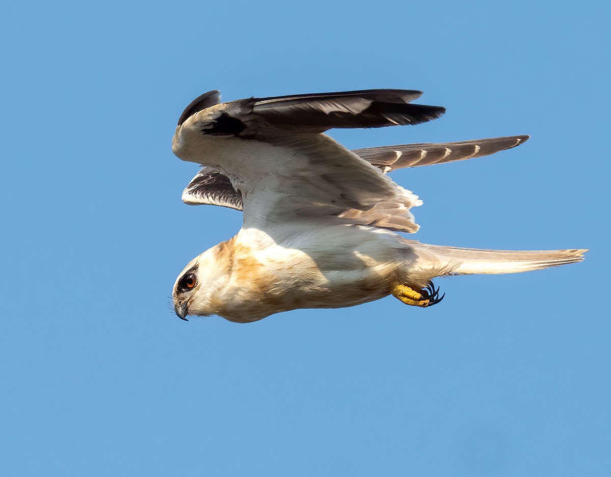 Black-shouldered Kite - ML192576161