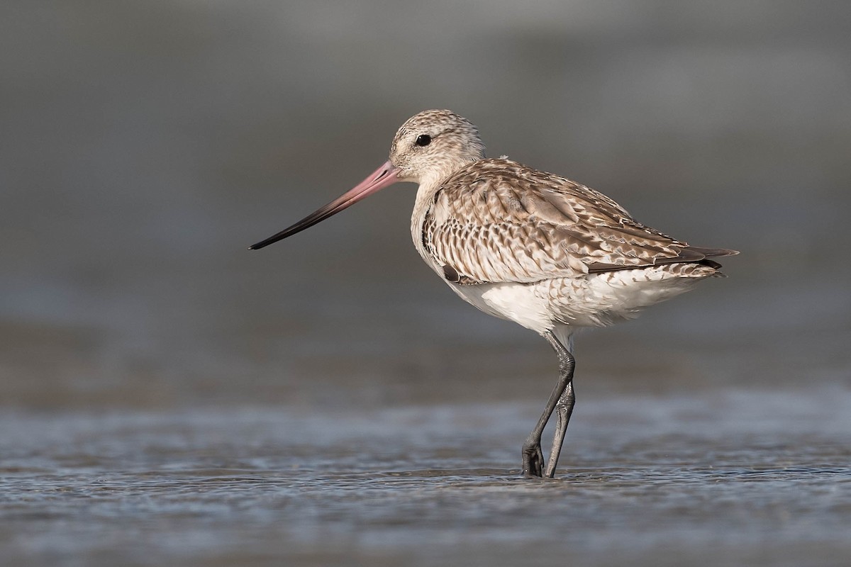 Bar-tailed Godwit - ML192576611