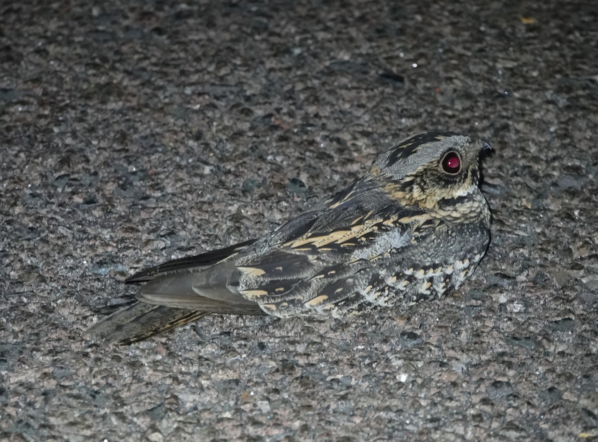 Spotted Nightjar - ML192577461