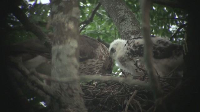 Cooper's Hawk - ML192578911