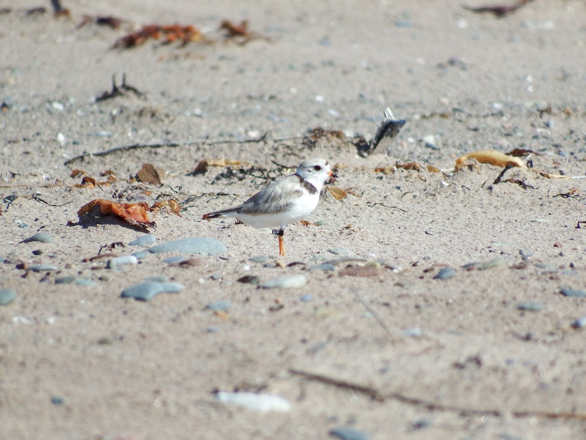 Piping Plover - Lewnanny Richardson