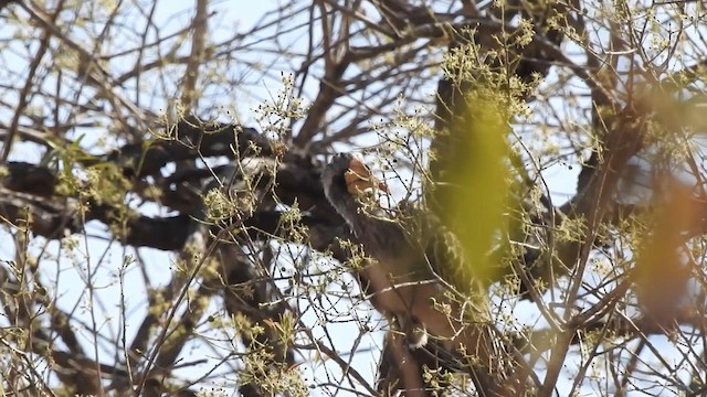 Pale-billed Hornbill - ML192583201