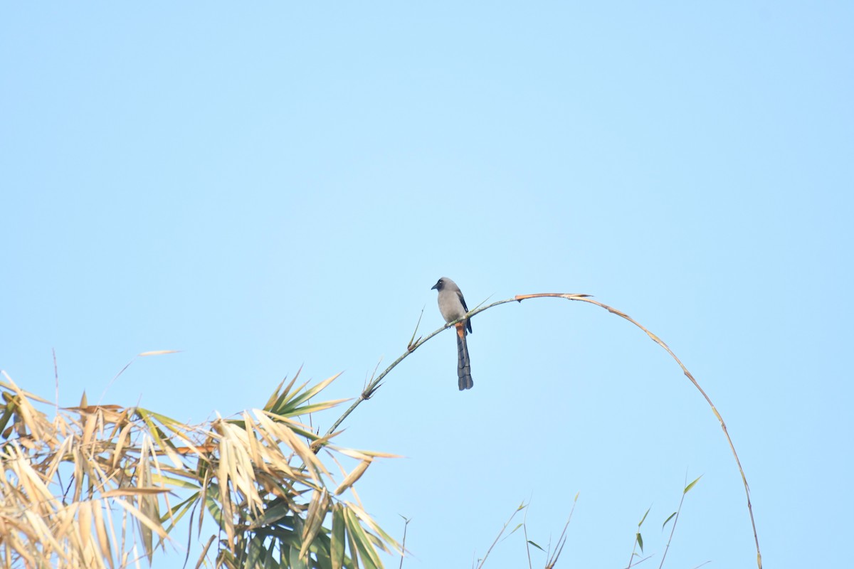 Gray Treepie - ML192583401