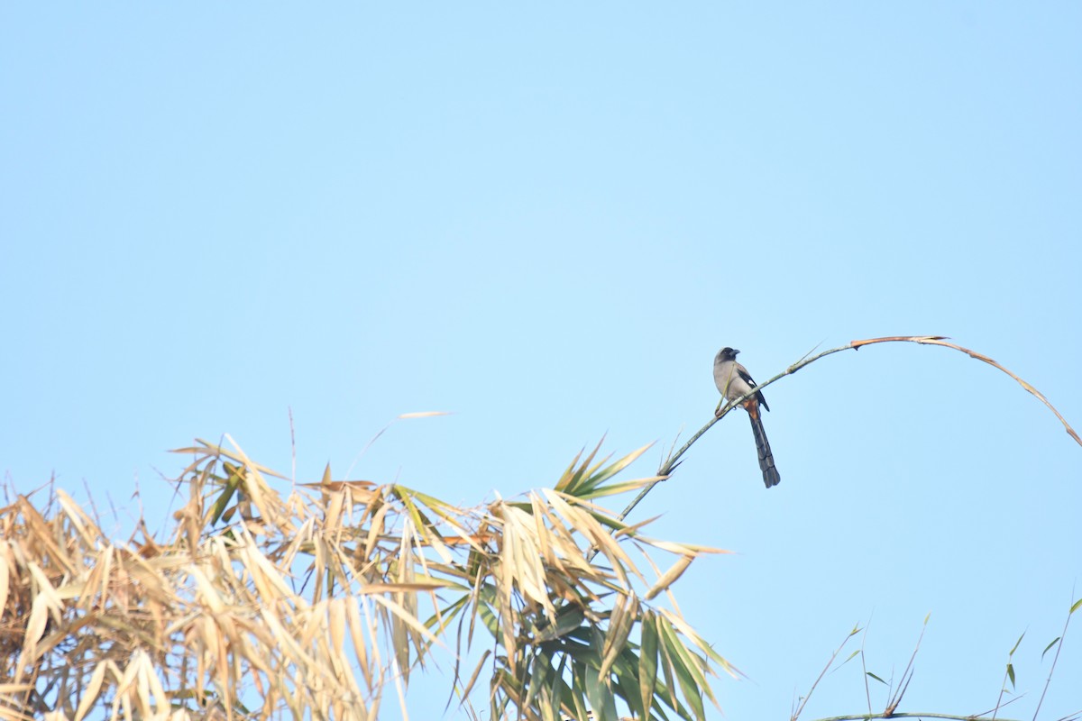 Gray Treepie - Ian Hearn