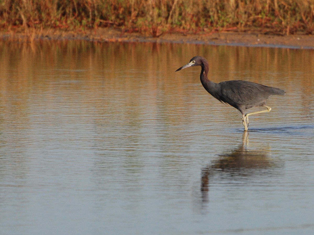 Little Blue Heron - ML192583721