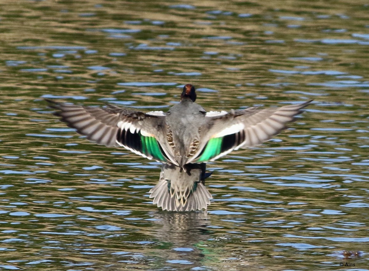 Green-winged Teal - Ains Priestman