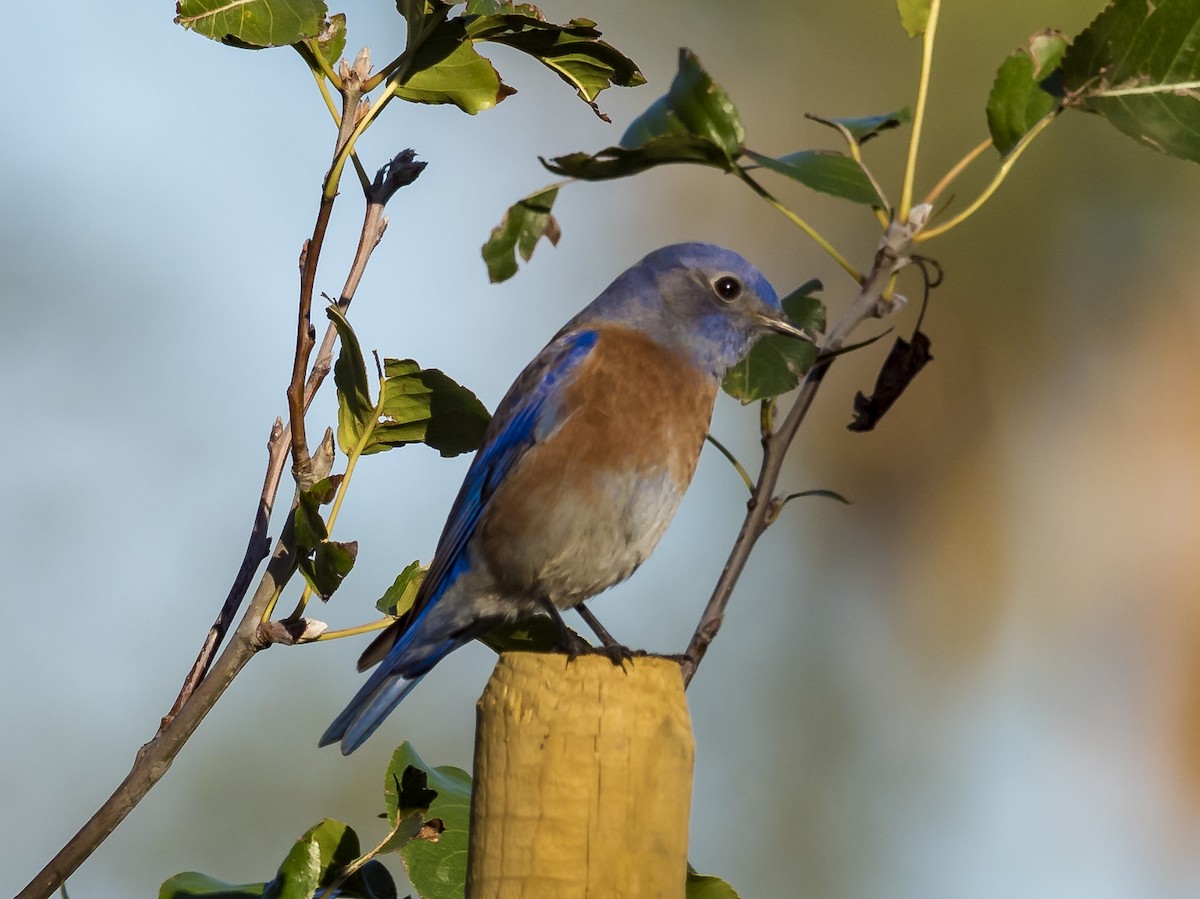 Western Bluebird - Prashant Tewari