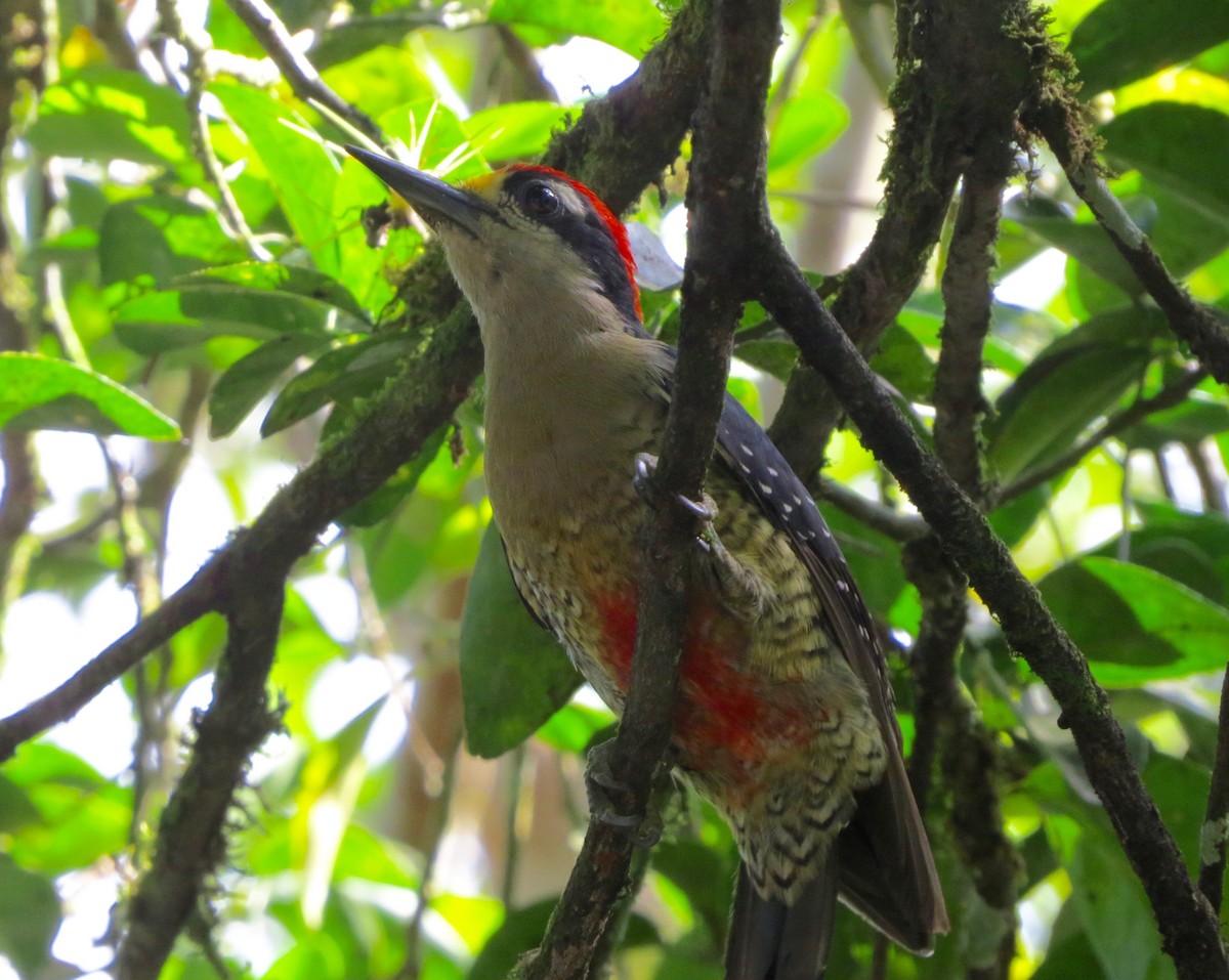 Black-cheeked Woodpecker - ML192587291