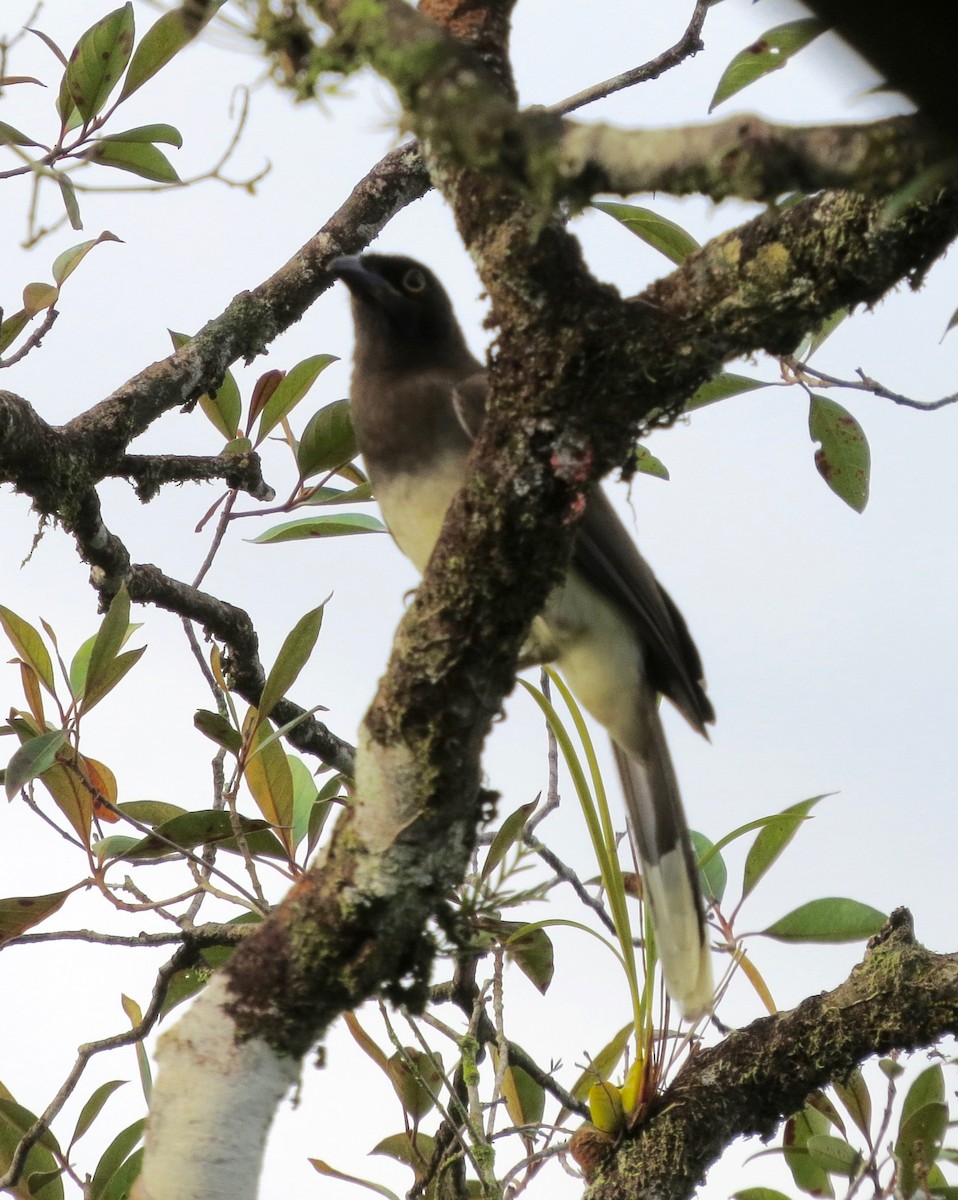 Brown Jay - ML192587811