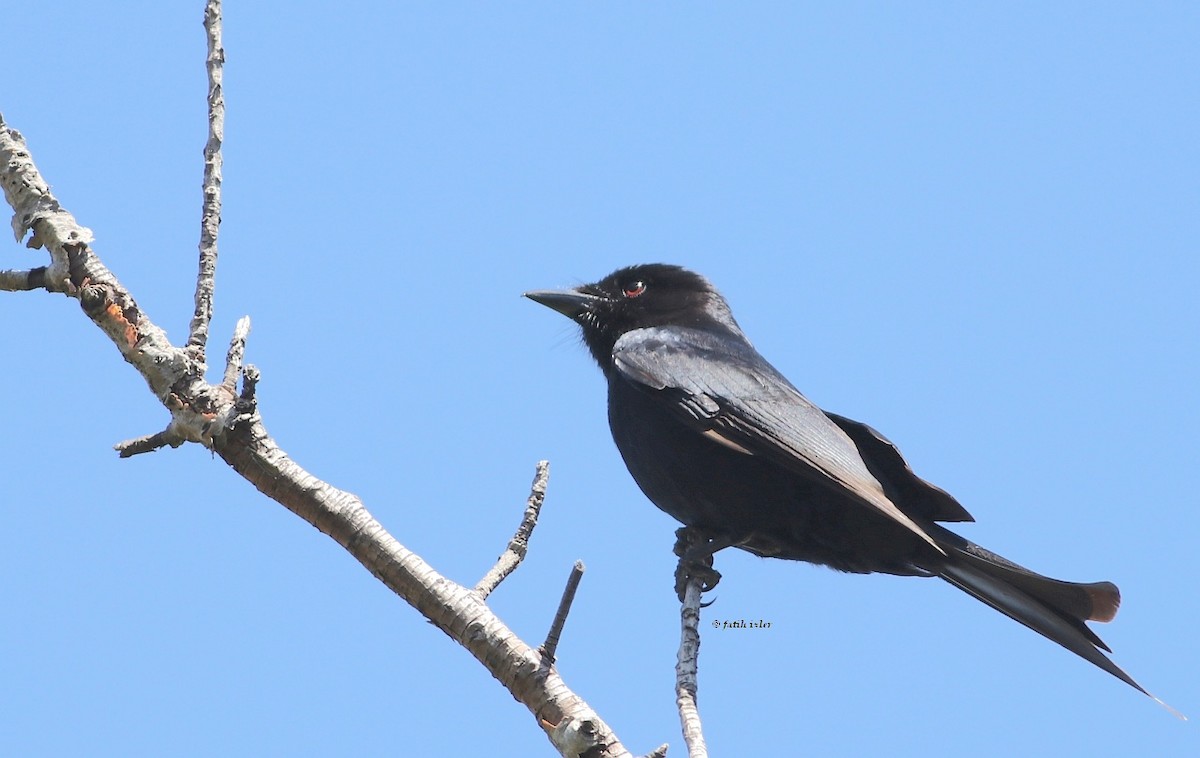 Fork-tailed Drongo - ML192588931