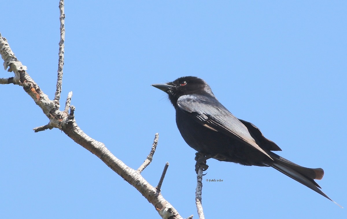 Çatal Kuyruklu Drongo - ML192588931