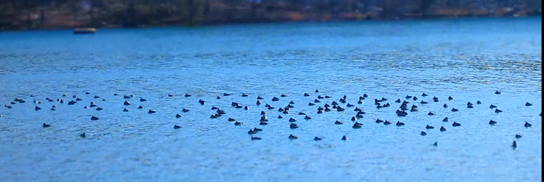 Ring-necked Duck - ML192588941