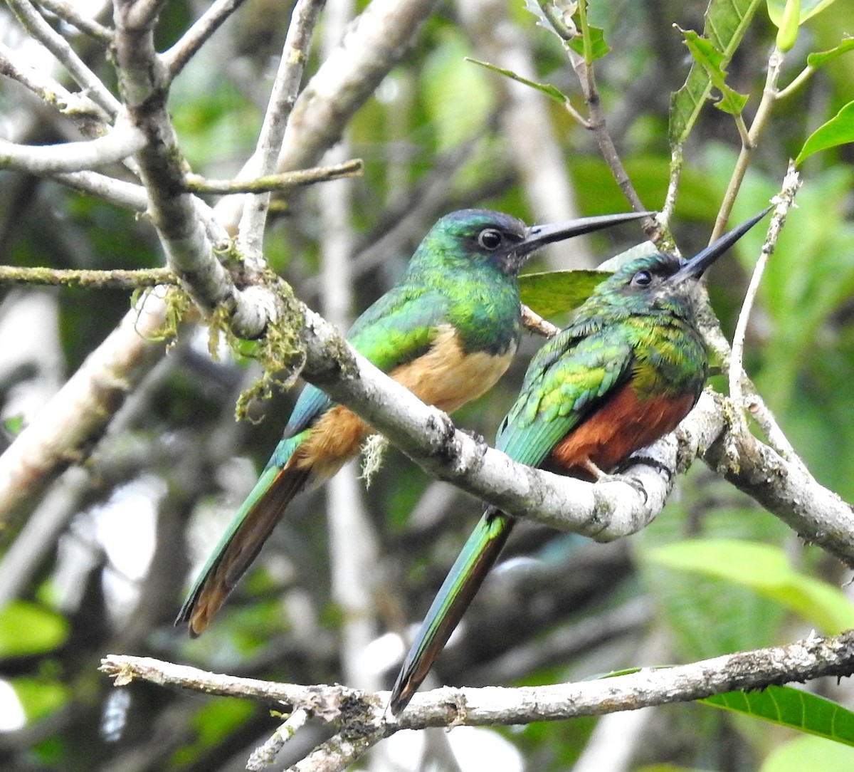 Bluish-fronted Jacamar - fabian castillo