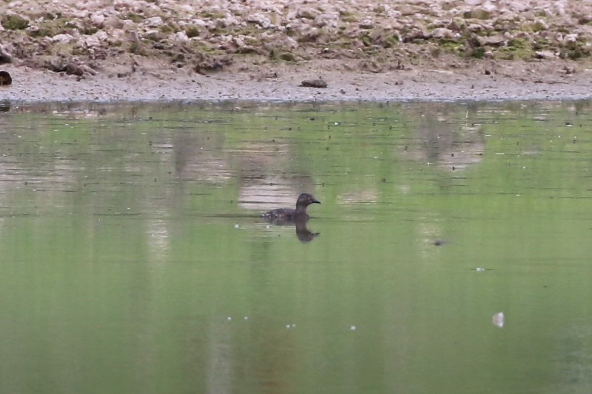 Least Grebe - Tatyana Korzhitskaya