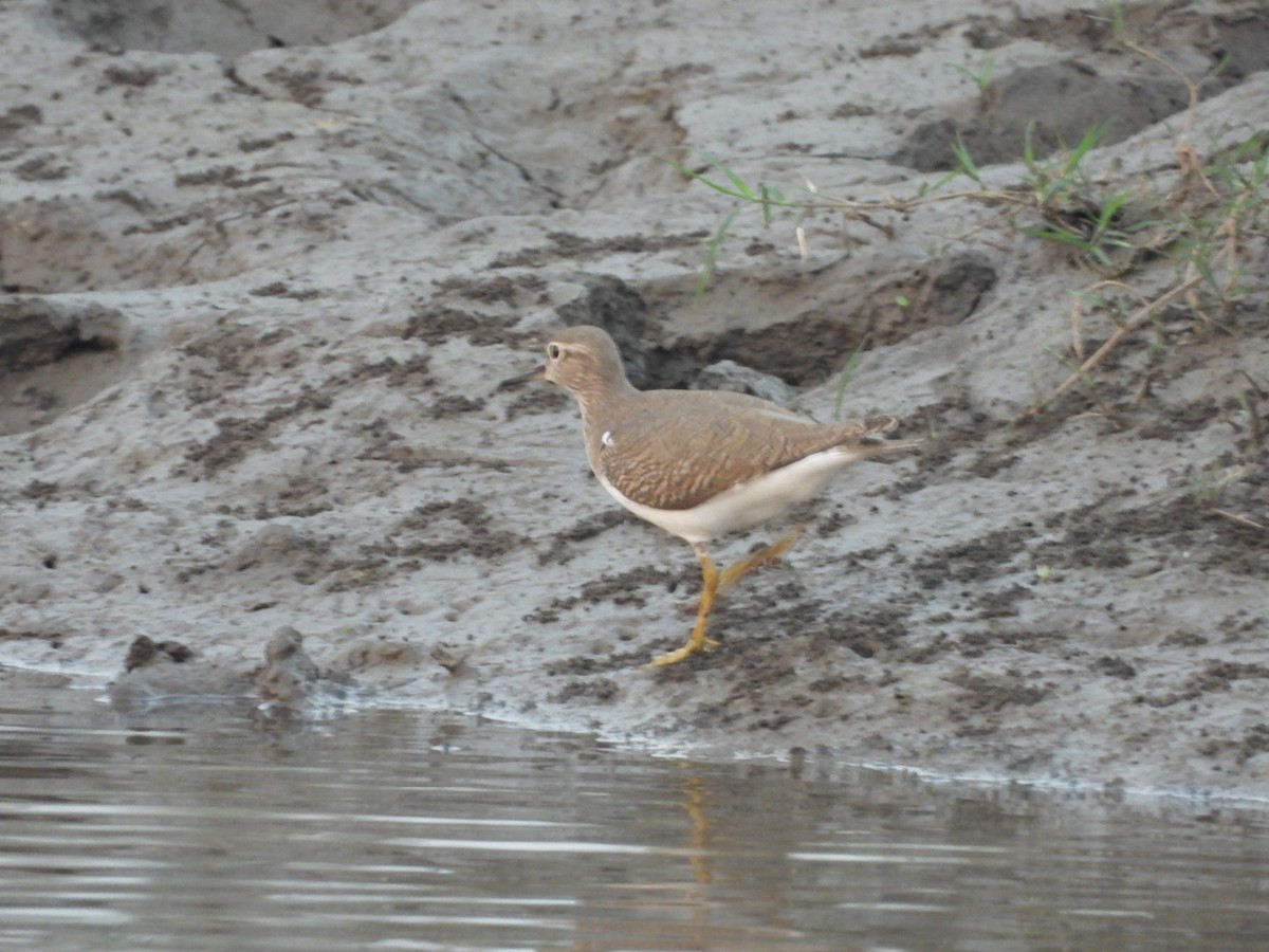 Common Sandpiper - Lakshmikant Neve