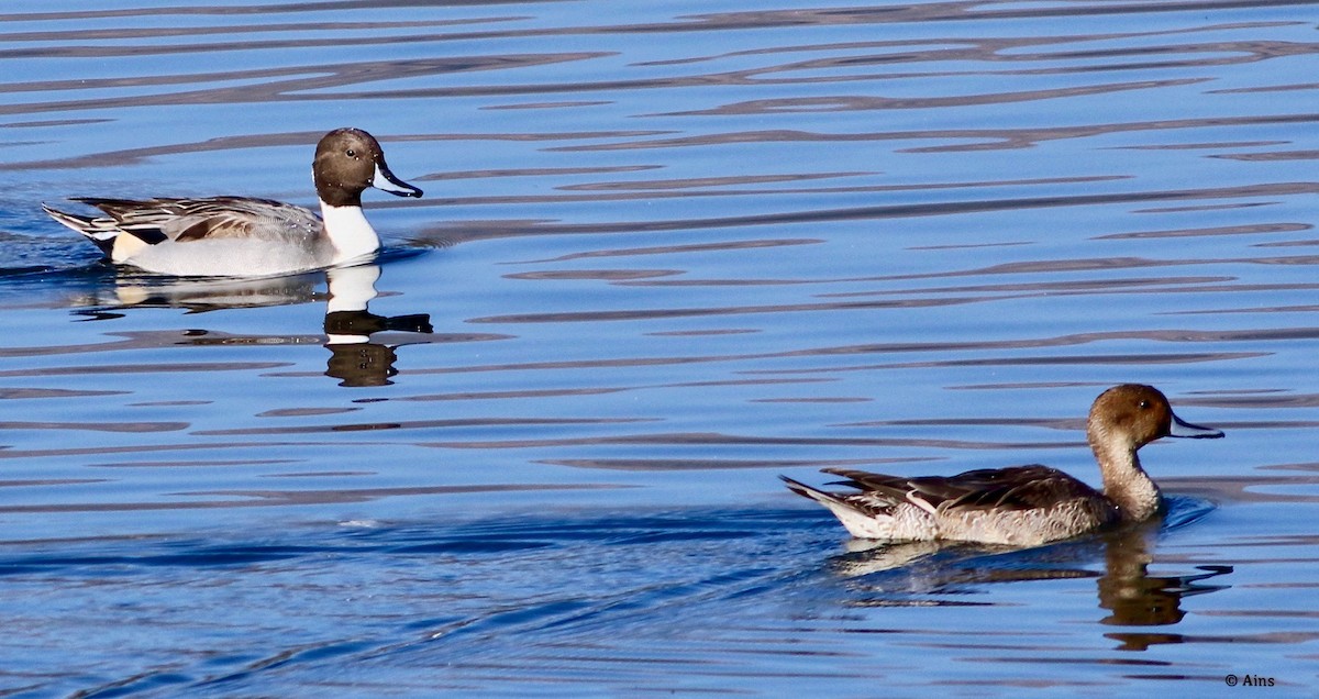 Northern Pintail - Ains Priestman