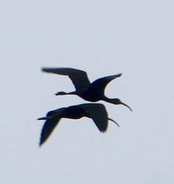 ibis hnědý - ML192591001