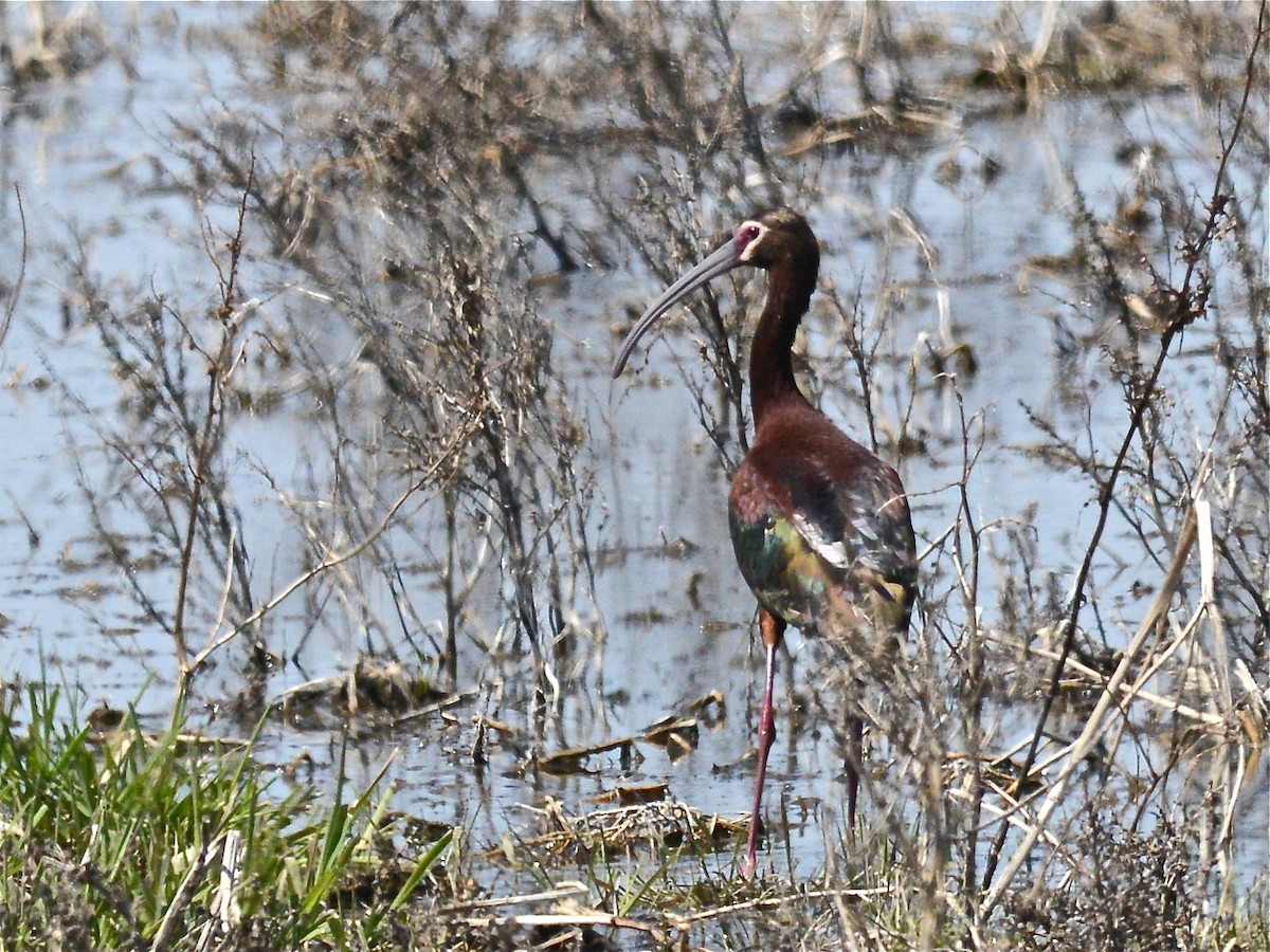 White-faced Ibis - Alan Van Norman