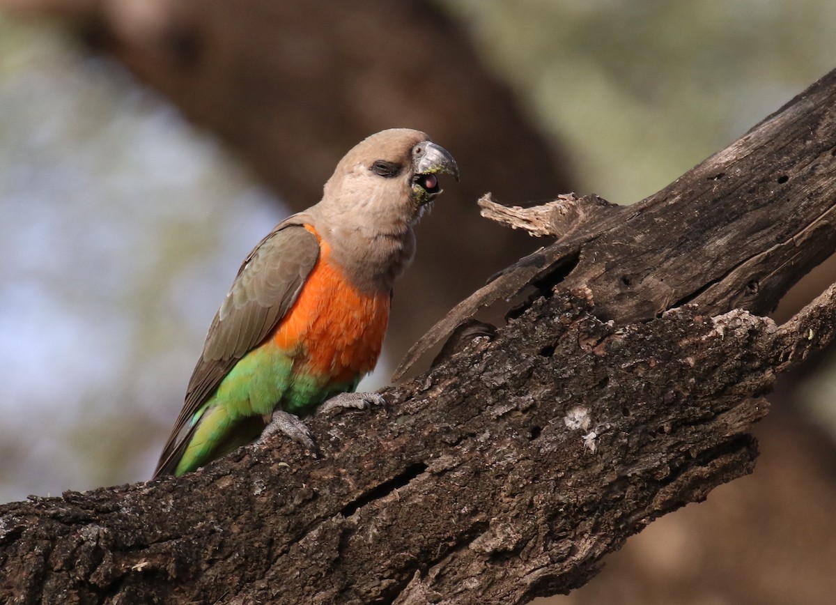 Red-bellied Parrot - Fikret Ataşalan