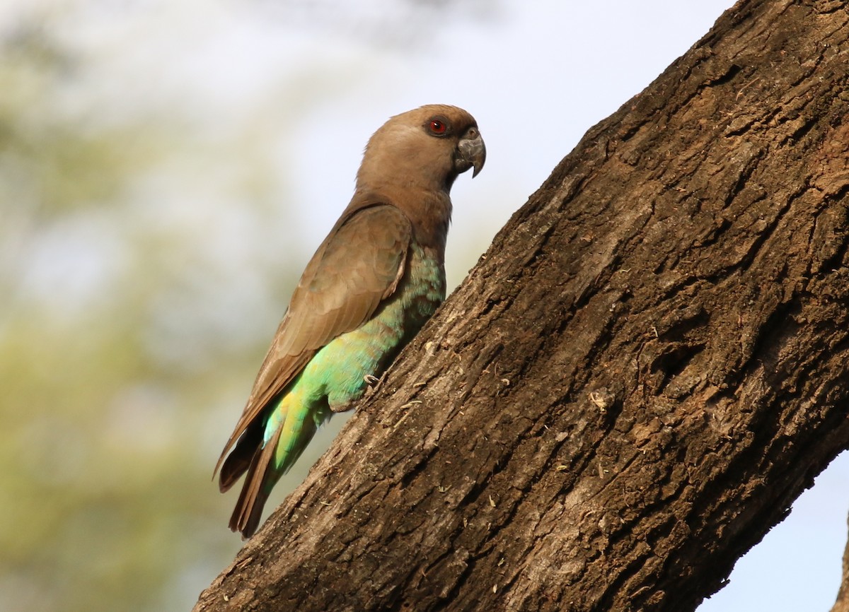 Red-bellied Parrot - ML192594341