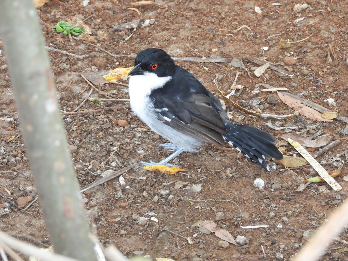 Great Antshrike - ML192595211